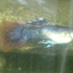 DSCF2678updated.jpg