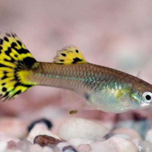 800px_Femaleguppy_7779.jpg