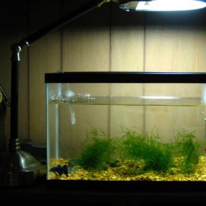 5.5_g_aquarium_002.jpg