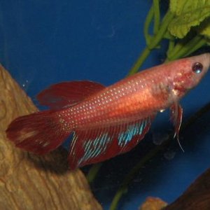 Fish_392.jpg