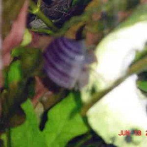snail.jpg