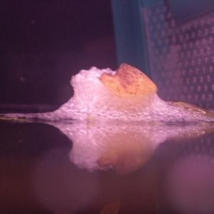 bettabubble_006.jpg