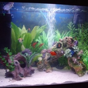 Fish.JPG