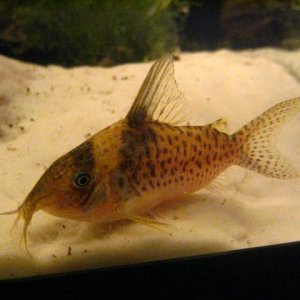 cory.jpg