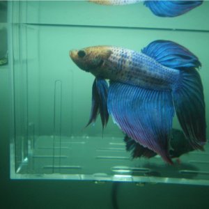 fish_face.jpg