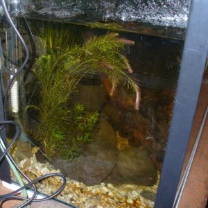kribcaves_rotala.JPG