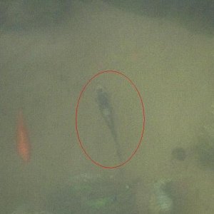 fish1.JPG