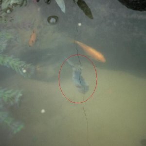 fish2.JPG