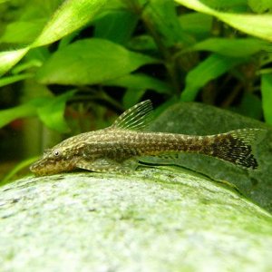 Hisonotus.jpg