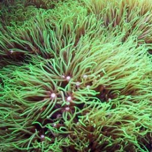 green_coral.jpg
