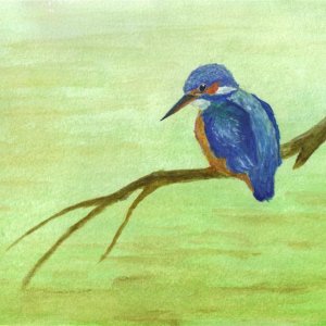 Kingfisher__Medium___2_.jpg