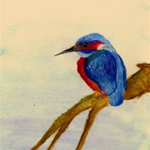 kingfisher_2__Small_.jpg