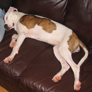 pup.jpg