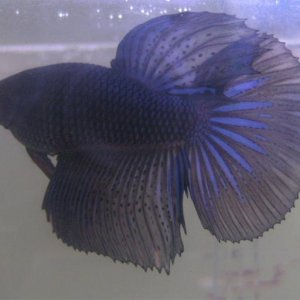 Black_Orchid_Male__Small_.jpg