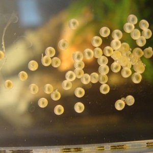 cory_eggs.JPG