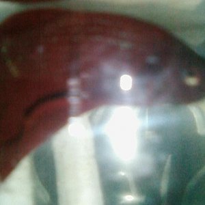 SP_A0325.jpg