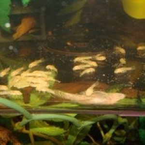 BABY_PLECS_2.JPG
