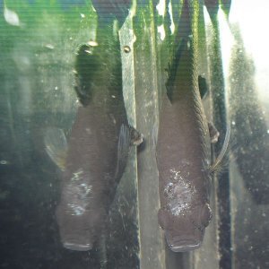aDSC06160.jpg