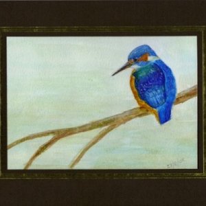 kingfisher_2.jpg