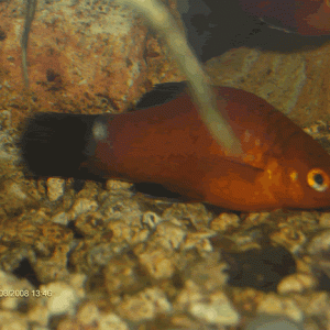sick_fish.gif