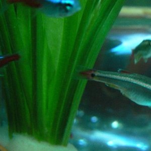 minnow.jpg