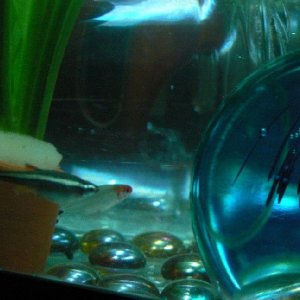 minnow_2.jpg