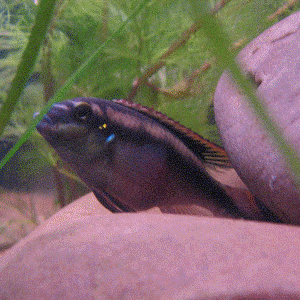 kribensis.gif