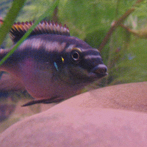 kribensis2.gif