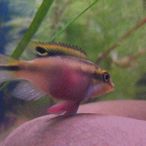 kribensis4.gif