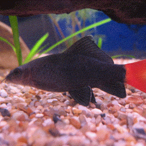 sharky.gif