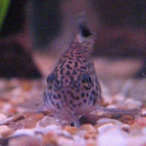 cory.gif