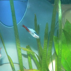 tetra_3.jpg