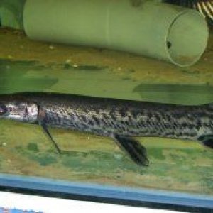 new_gar_1.jpg