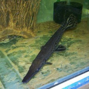 new_gar_2.jpg