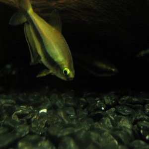 tetra.jpg