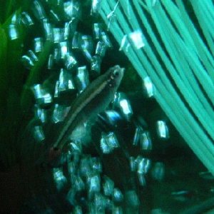 dead_minnows_2.jpg