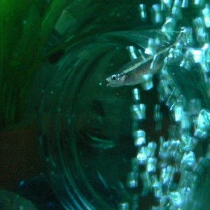 dead_minnows_3.jpg