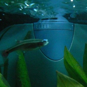 dead_minnows_4.jpg