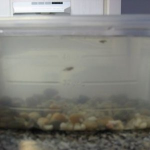 Baby_fish__at_least_5_weeks_old__003.jpg