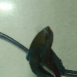 betta.jpg