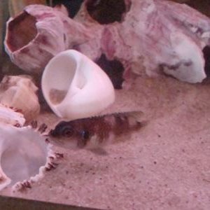 shell_dweller.JPG