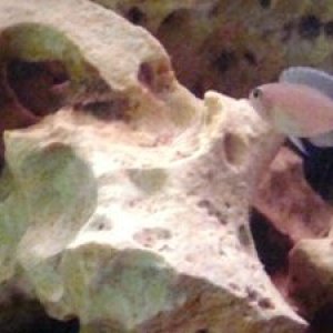 shell_dweller_2.JPG