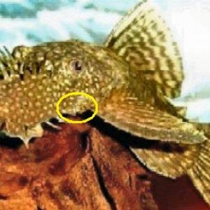 catfish14.jpg