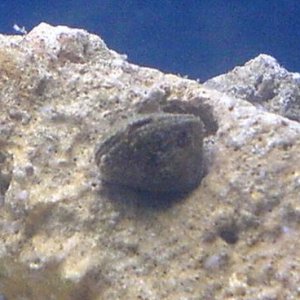 clam.JPG