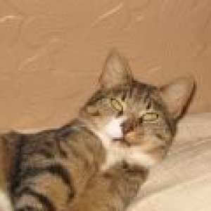 gizzi.jpg