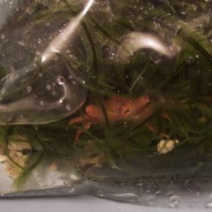 crab2.jpg
