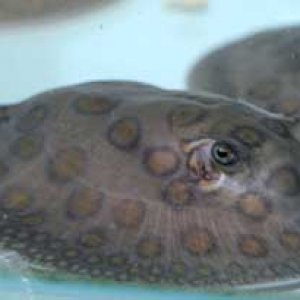 baby_rays_oct_08_2_web.jpg