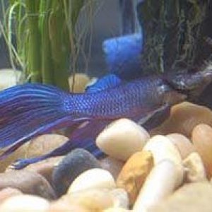 Betta_shrimp.jpg