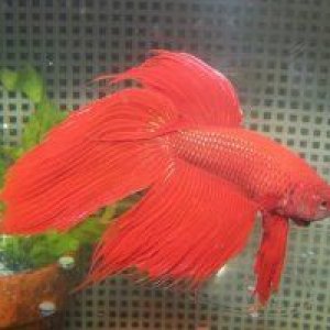 Betta.jpg