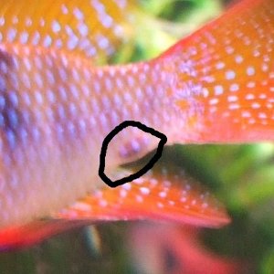 closeup1.jpg